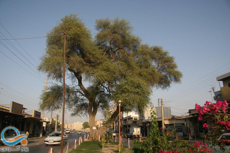 آشنایی با کرت کهنسال بوشهر