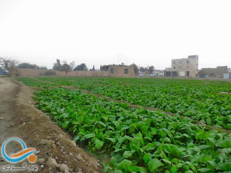 سفر به روستای کلاته ورامین