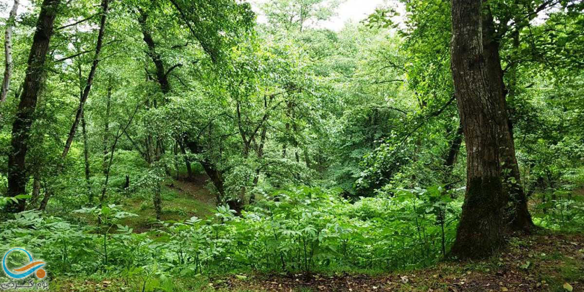 سیری در جنگل نارنجلو بابل