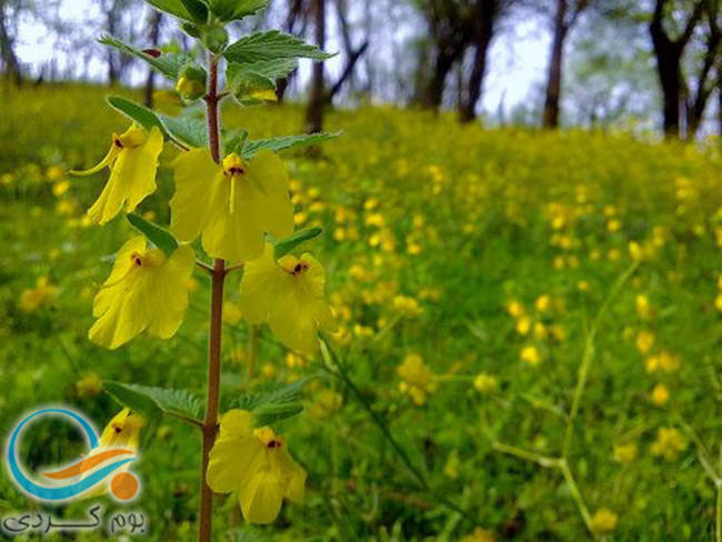 معرفی روستای خلیل کلا بابل و جاذبه های آن