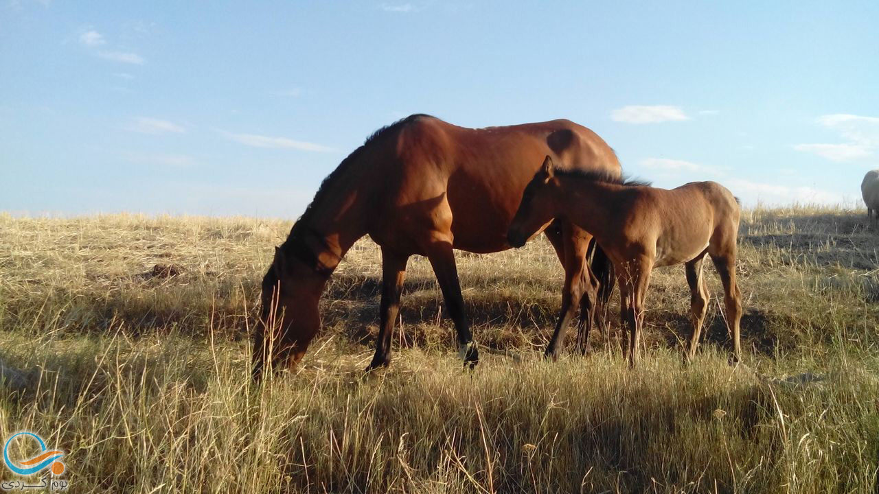 راهنمای سفر به روستای لاطران سرعین