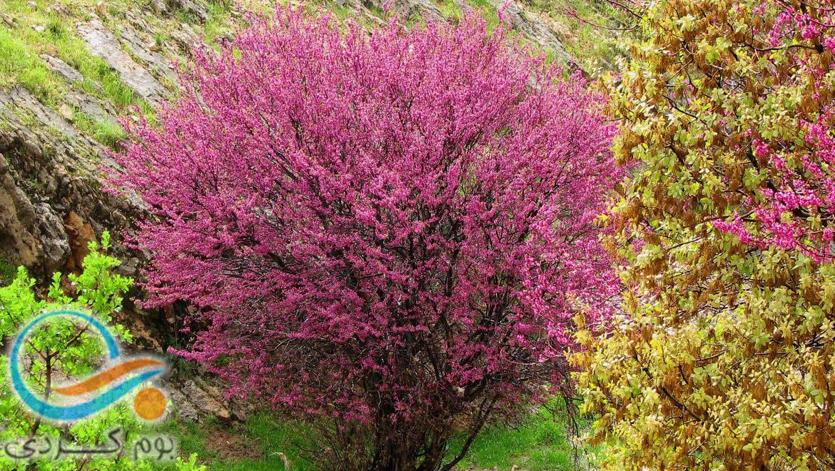 آشنایی با تنگه ارغوان ایلام