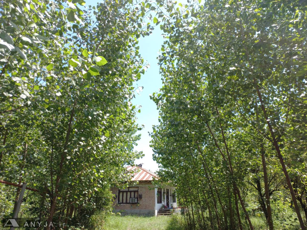 کلبه صنوبر دو خوابه جنگلی (تالش)