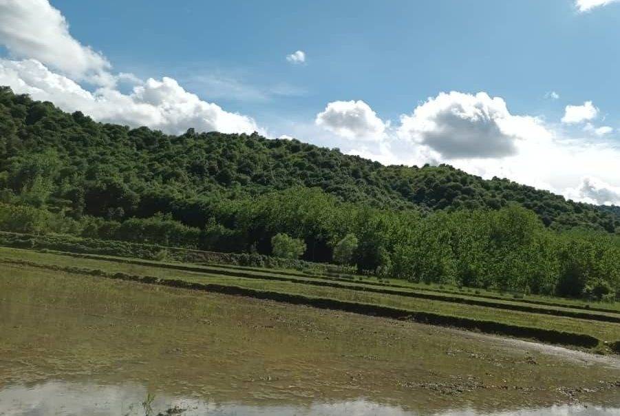 ویلای جنگلی امیرعلی (ماسال)